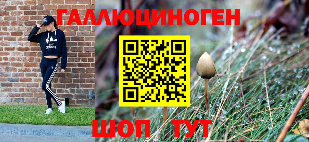 Галлюциногенные грибы Psilocybe Новоалександровск